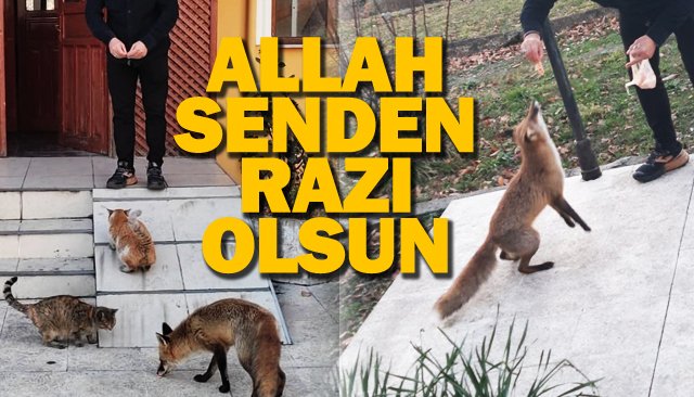 KEDİLERLE BİRLİKTE  TİLKİYİ DE BESLİYOR