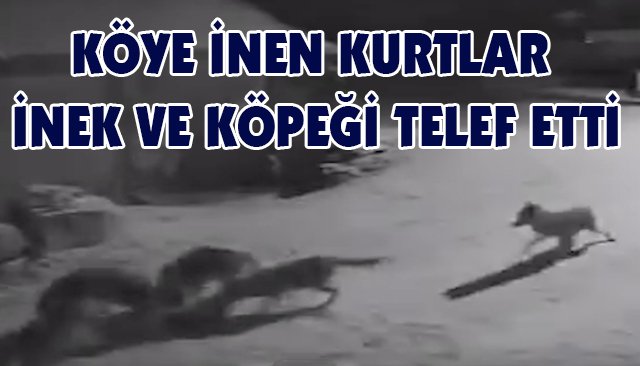 KÖYE İNEN KURTLAR İNEK VE KÖPEĞİ TELEF ETTİ