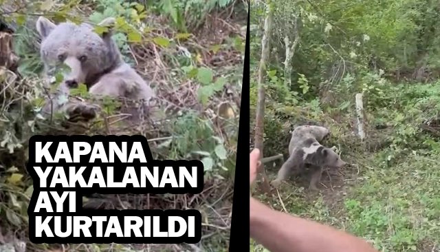 AYI KURTARILDI