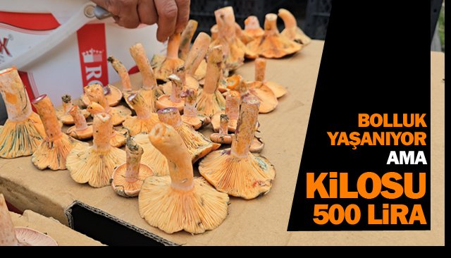 Kanlıca ve ebişke mantarı...