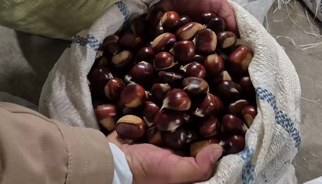 KESTANE PAZARLIKLARLA  ALICI BULUYOR