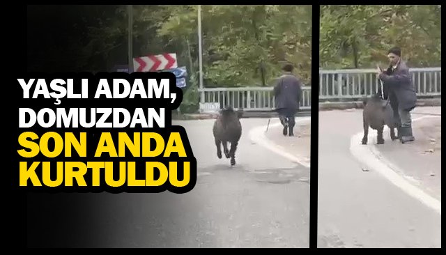 YAŞLI ADAM, DOMUZDAN SON ANDA KURTULDU