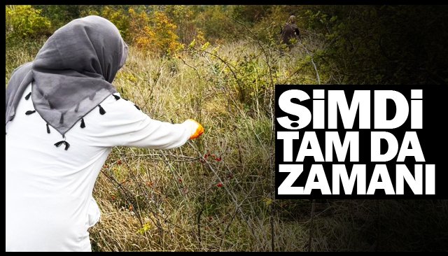 C VİTAMİNİ DEPOSU