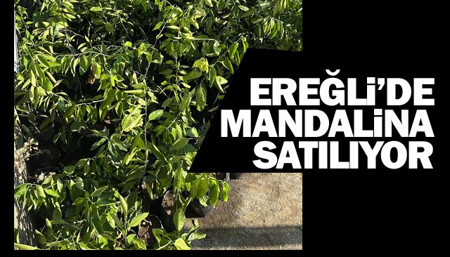 EREĞLİ’DE ‘MANDALİNA’ SATILIYOR!