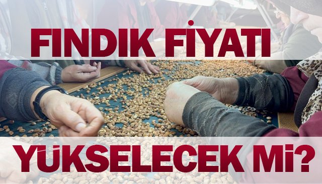 FINDIK FİYATI  YÜKSELECEK Mİ?