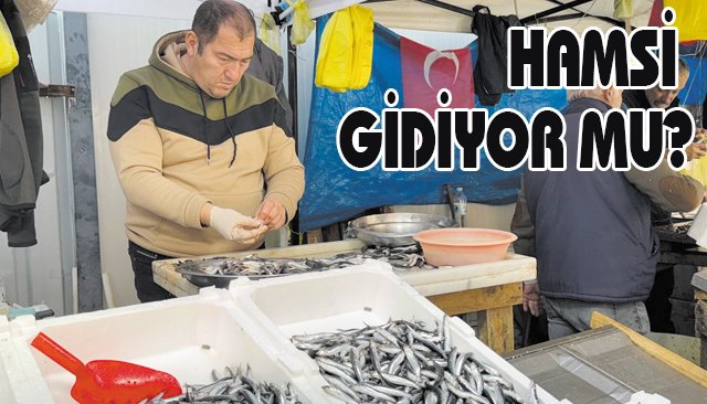HAMSİ GİDİYOR MU?