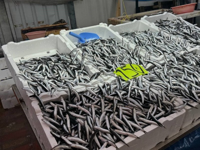 HAVA ŞARTLARI HAMSİ FİYATINI YÜKSELTTİ - 1