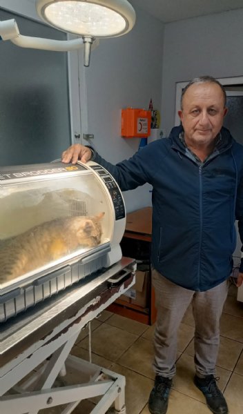 ‘ÖLDÜ´ SANILAN KEDİ, BACAĞINDA MERMİYLE GERİ DÖNDÜ - 1