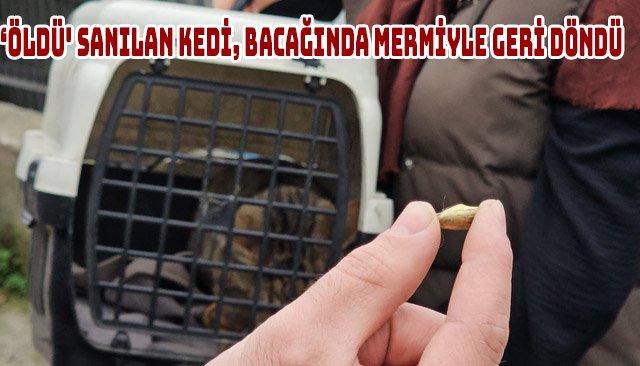 ‘ÖLDÜ´ SANILAN KEDİ, BACAĞINDA MERMİYLE GERİ DÖNDÜ