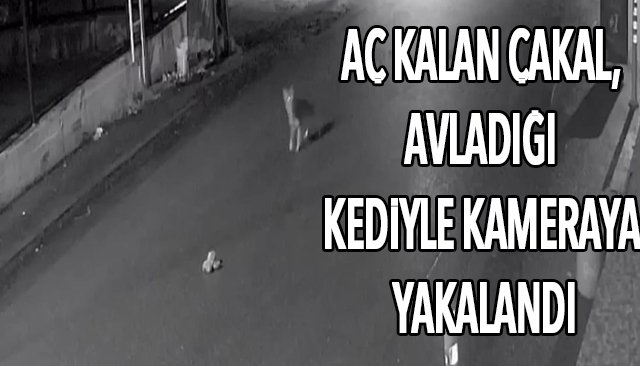 AÇ KALAN ÇAKAL, AVLADIĞI KEDİYLE KAMERAYA YAKALANDI