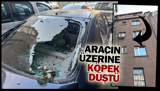 ARACIN ÜZERİNE KÖPEK DÜŞTÜ