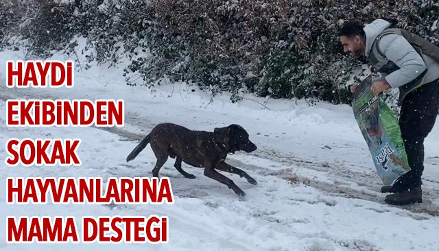 HAYDİ EKİBİNDEN SOKAK HAYVANLARINA MAMA DESTEĞİ