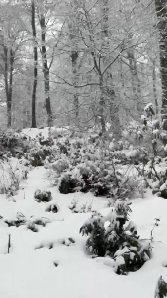 KARLA KAPLI ORMANDA KARACALARIN GÜZELLİĞİ - 1