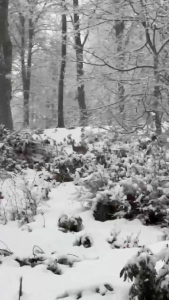 KARLA KAPLI ORMANDA KARACALARIN GÜZELLİĞİ - 2