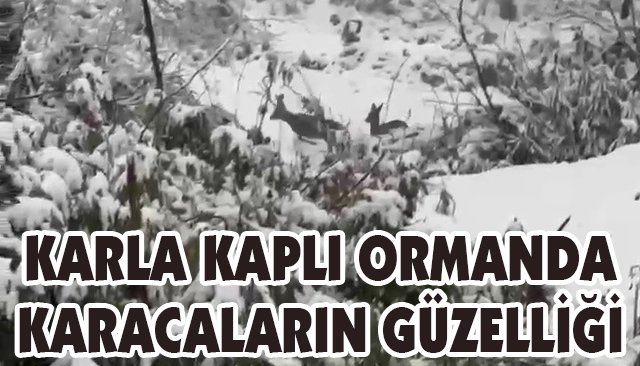 KARLA KAPLI ORMANDA KARACALARIN GÜZELLİĞİ