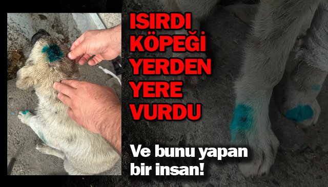 ISIRDI YAVRU KÖPEĞİ YERDEN YERE VURDU
