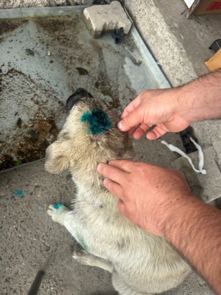 ISIRDI YAVRU KÖPEĞİ YERDEN YERE VURDU - 3