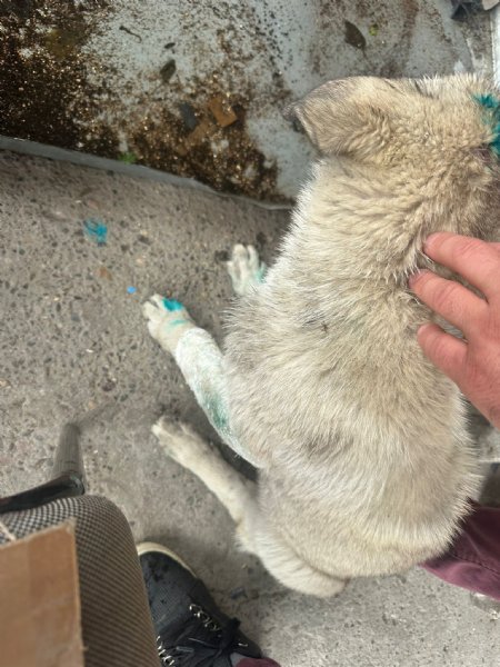 ISIRDI YAVRU KÖPEĞİ YERDEN YERE VURDU - 4