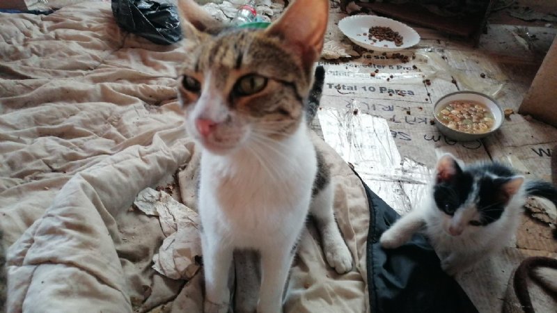 KEDİLER TEHLİKEDE; BELEDİYEYE ÇAĞRI! - 2