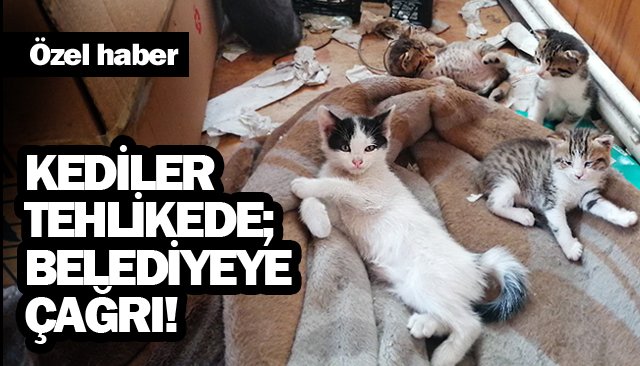 KEDİLER TEHLİKEDE; BELEDİYEYE ÇAĞRI!