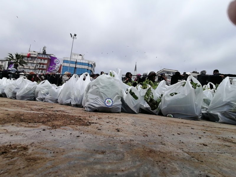 ÜCRETSİZ FİDEYE  ÇOK BÜYÜK İLGİ - 2