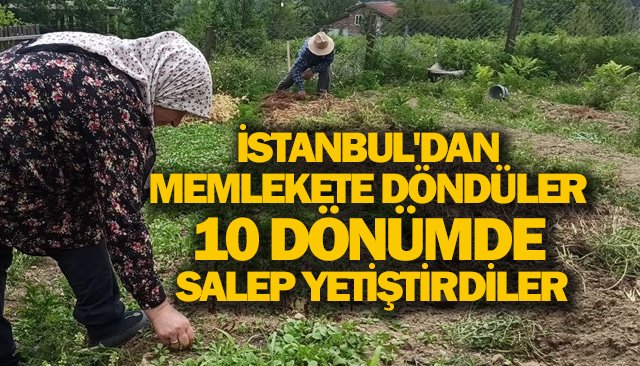İSTANBUL´DAN MEMLEKETE DÖNDÜLER 10 DÖNÜMDE SALEP YETİŞTİRDİLER