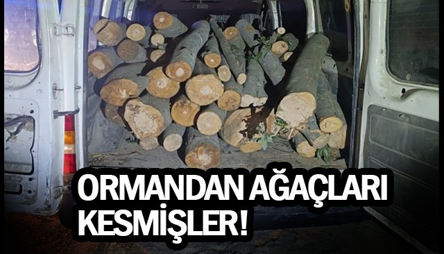 ORMANDAN AĞAÇLARI  KESMİŞLER!