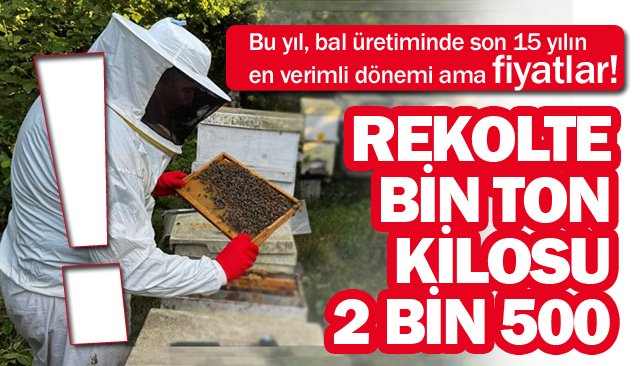 REKOLTE BİN TON,  KİLOSU 2 BİN 500!