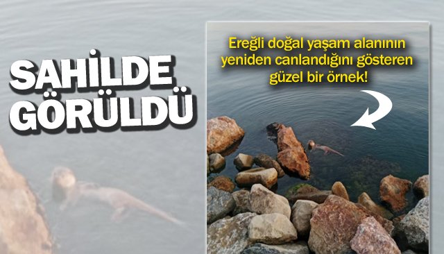 SAHİLDE SU SAMURU GÖRÜLDÜ