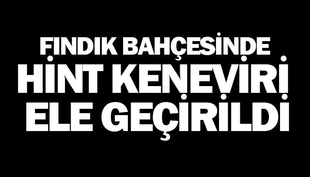 FINDIK BAHÇESİNDE HİNT KENEVİRİ ELE GEÇİRİLDİ