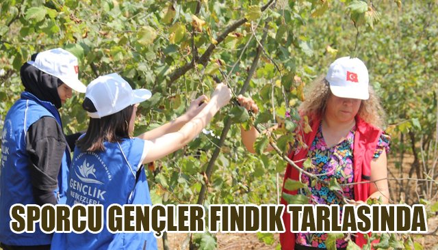 SPORCU GENÇLER FINDIK TARLASINDA