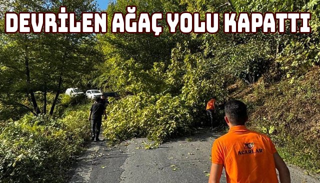 DEVRİLEN AĞAÇ YOLU KAPATTI
