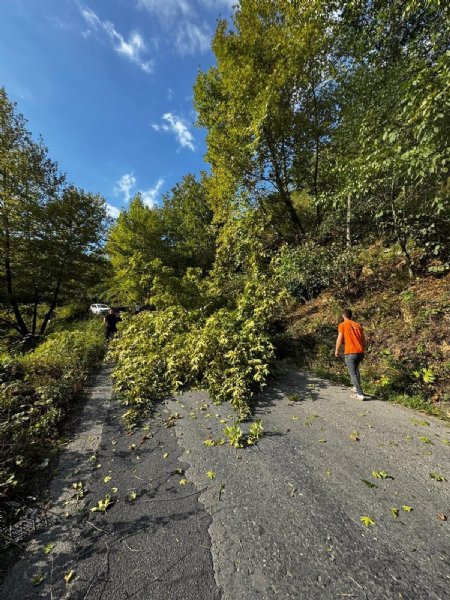 DEVRİLEN AĞAÇ YOLU KAPATTI - 3