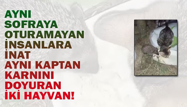 İKİ ZIT HAYVANIN DOSTLUĞU