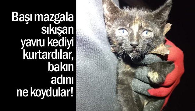 KEDİ KURTARILDI