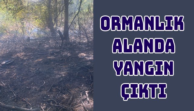 ORMANLIK ALANDA YANGIN ÇIKTI