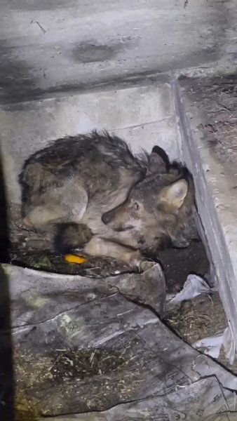 AÇ KURT, KÖPEK  KULÜBESİNE SIĞINDI - 2