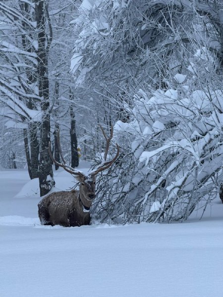 GEYİKLER EKOSİSTEME  KAZANDIRILIYOR - 2