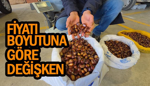 KUZU KESTANE  TEZGAHA İNDİ