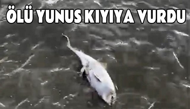ÖLÜ YUNUS KIYIYA VURDU