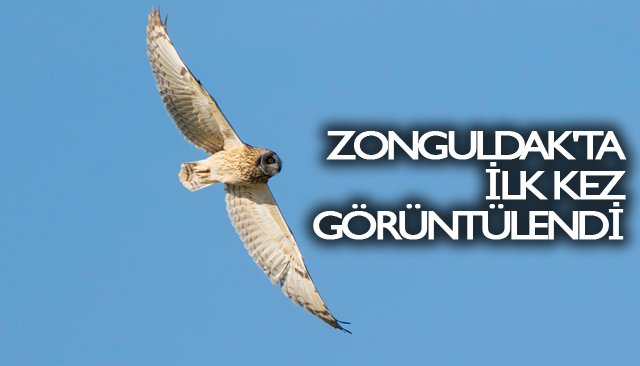 ZONGULDAK´TA İLK KEZ GÖRÜNTÜLENDİ