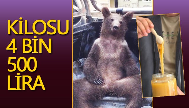 AYI BAYILTAN BALA  İLGİ BÜYÜK!