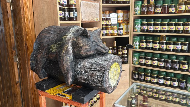 AYI BAYILTAN BALA  İLGİ BÜYÜK! - 2