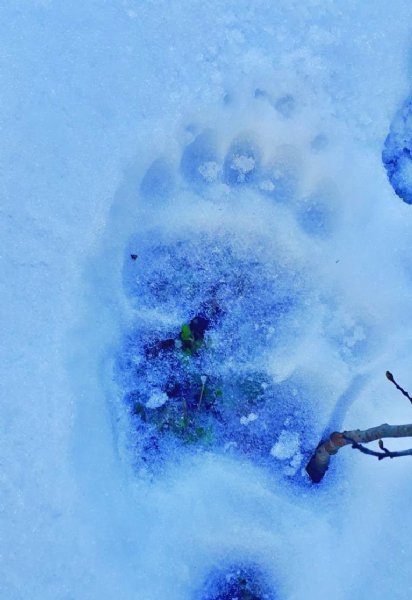 EREĞLİ’DE ‘KOCA AYAK’ UYARISI! - 1