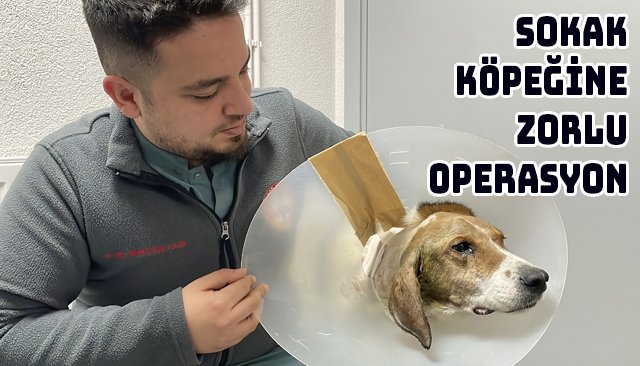 SOKAK KÖPEĞİNE ZORLU OPERASYON