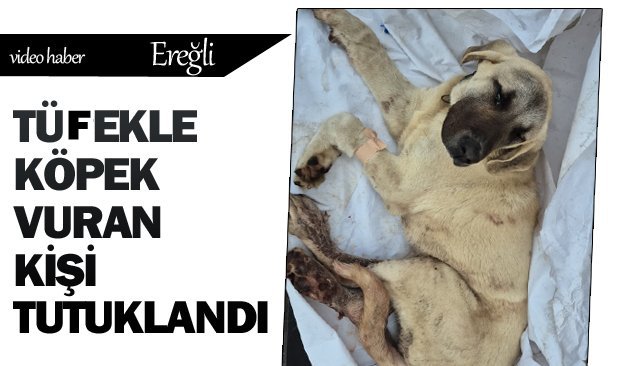 TÜFEKLE KÖPEK VURAN  KİŞİ TUTUKLANDI