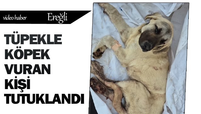 TÜPEKLE KÖPEK VURAN  KİŞİ TUTUKLANDI