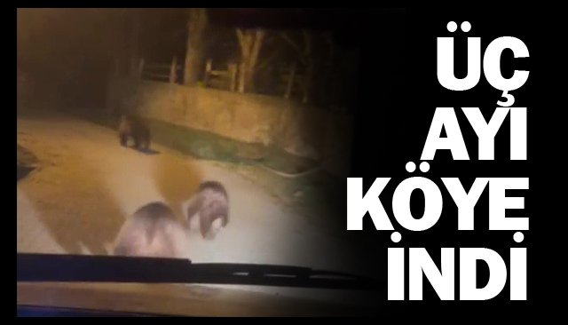 AÇ AYILAR KÖYE İNDİ