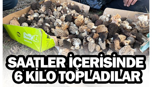 Ormanda kuzugöbeği mantarı bolluğu