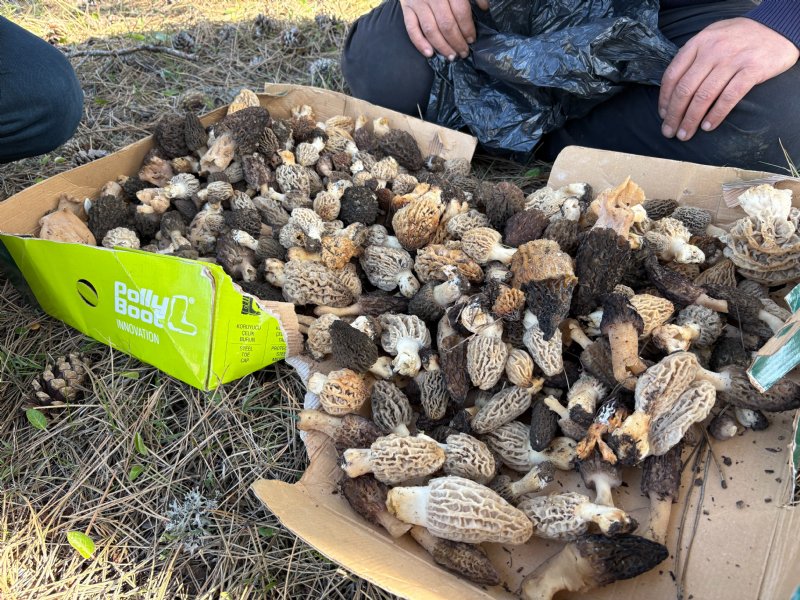 Ormanda kuzugöbeği mantarı bolluğu - 2